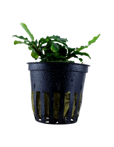 Bucephalandra pygmaea 'Wavy Green'