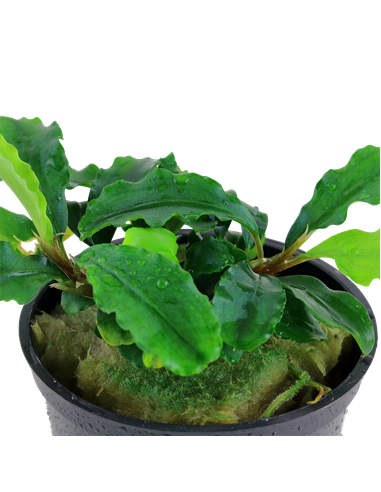 Bucephalandra pygmaea 'Wavy Green'