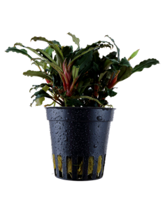 Bucephalandra sp, 'Red'
