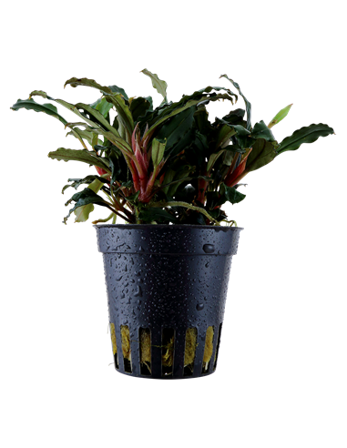 Bucephalandra sp, 'Red'