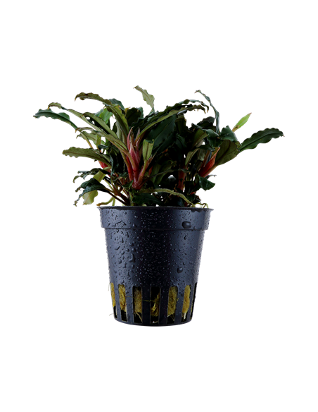 Bucephalandra sp, 'Red'