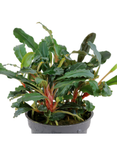 Bucephalandra sp, 'Red' 2