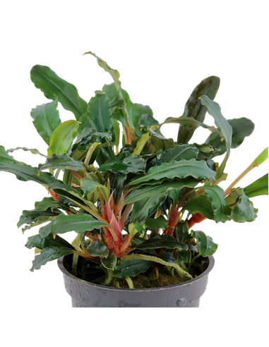 Bucephalandra sp, 'Red'