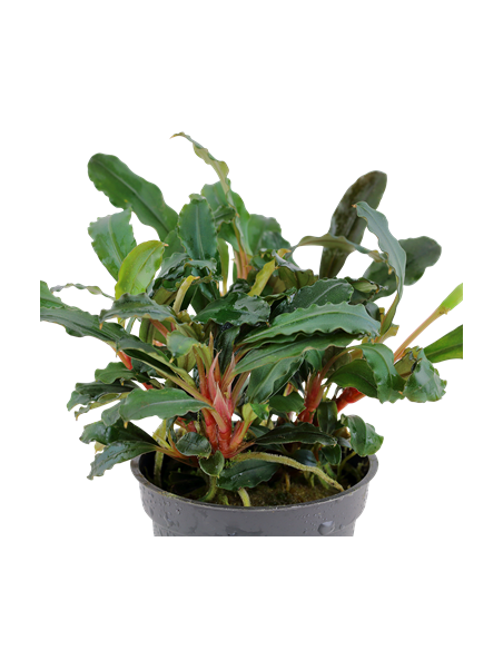 Bucephalandra sp, 'Red'