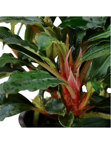 Bucephalandra sp, 'Red'