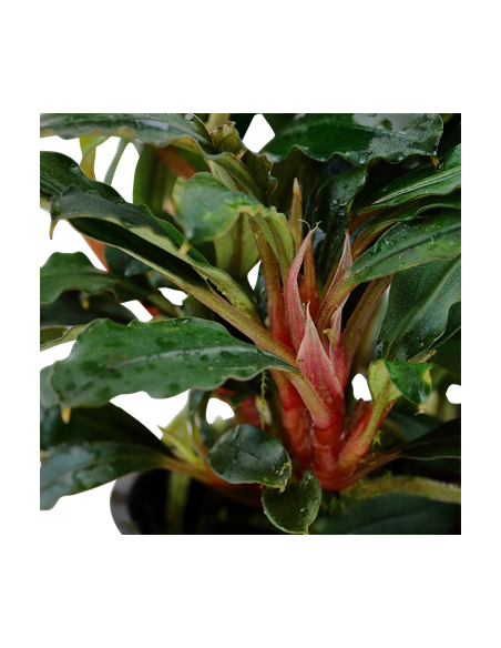 Bucephalandra sp, 'Red'
