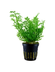 Ceratopteris thalictroides