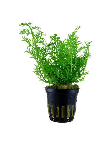 Ceratopteris thalictroides