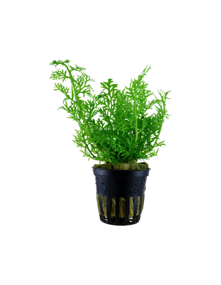 Ceratopteris thalictroides