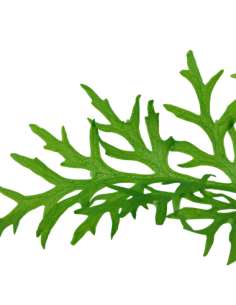 Ceratopteris thalictroides 2