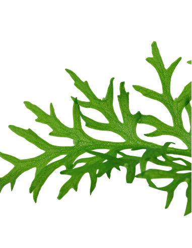 Ceratopteris thalictroides