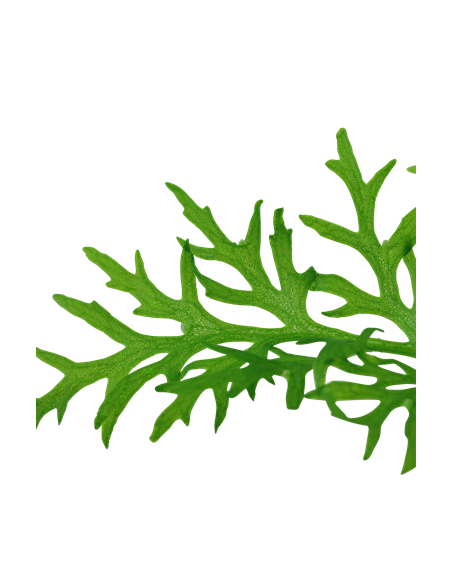 Ceratopteris thalictroides