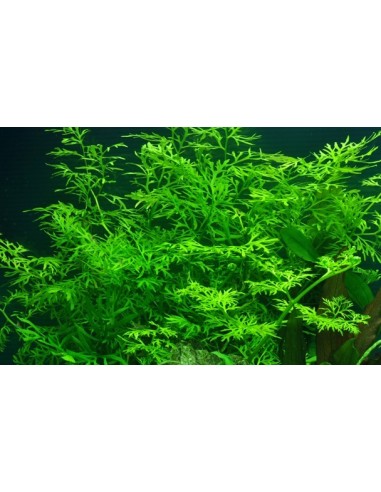 Ceratopteris thalictroides