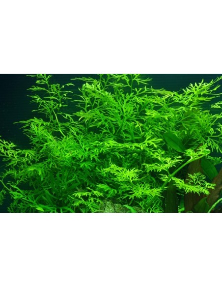 Ceratopteris thalictroides