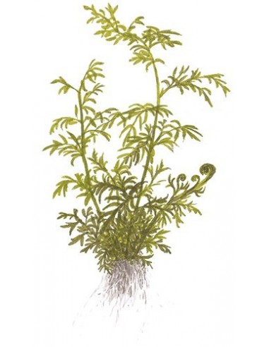 Ceratopteris thalictroides