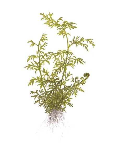 Ceratopteris thalictroides