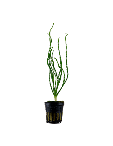 Crinum calamistratum