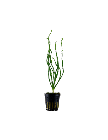 Crinum calamistratum