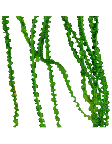 Crinum calamistratum