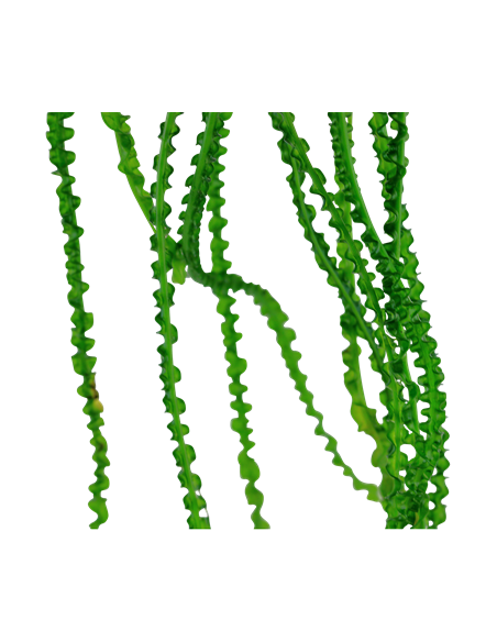 Crinum calamistratum