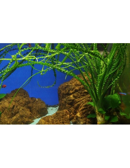 Crinum calamistratum