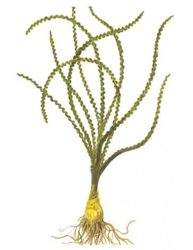 Crinum calamistratum