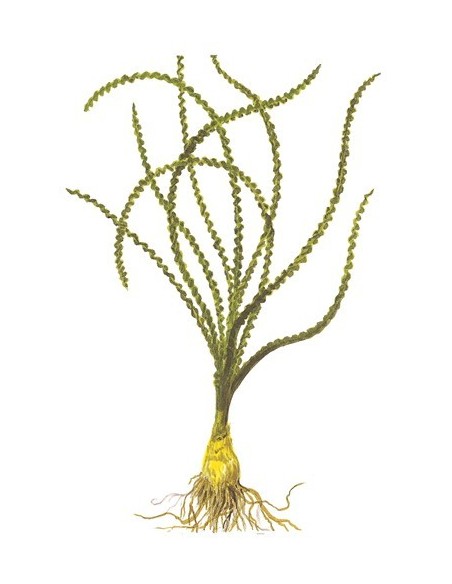 Crinum calamistratum