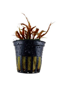 Cryptocoryne albida 'Brown'