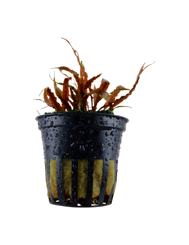 Cryptocoryne albida 'Brown'
