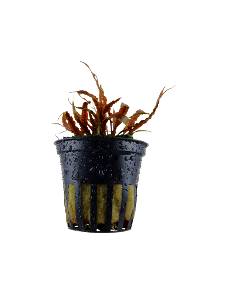 Cryptocoryne albida 'Brown'