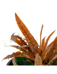Cryptocoryne albida 'Brown' 2
