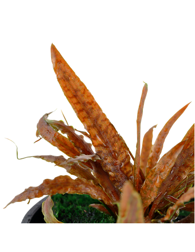 Cryptocoryne albida 'Brown'