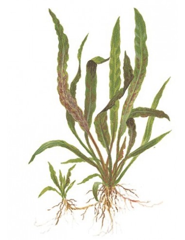 Cryptocoryne albida 'Brown'