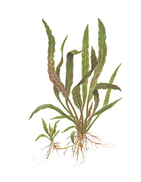 Cryptocoryne albida 'Brown'