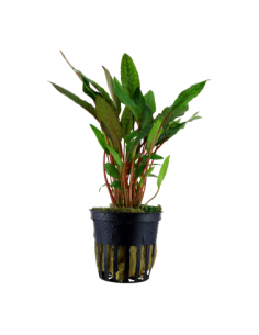 Cryptocoryne beckettii 'Petchii'