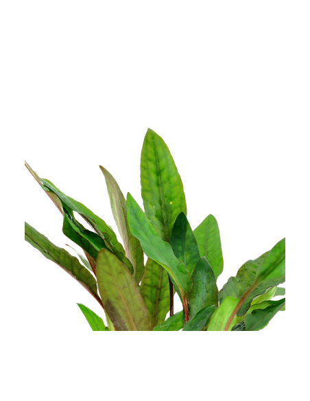 Cryptocoryne beckettii 'Petchii'