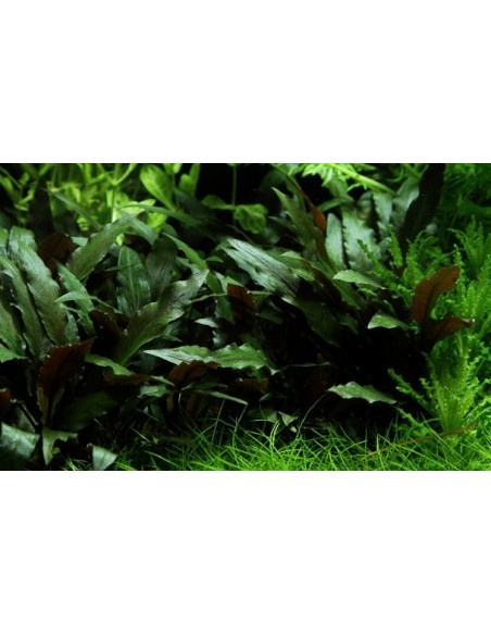 Cryptocoryne beckettii 'Petchii'