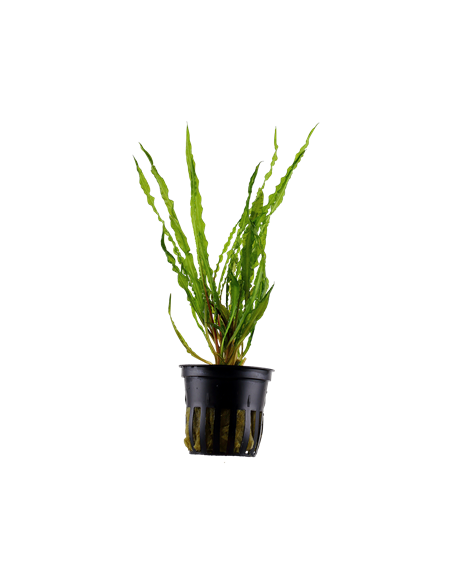 Cryptocoryne crispatula