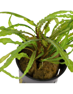 Cryptocoryne crispatula 2