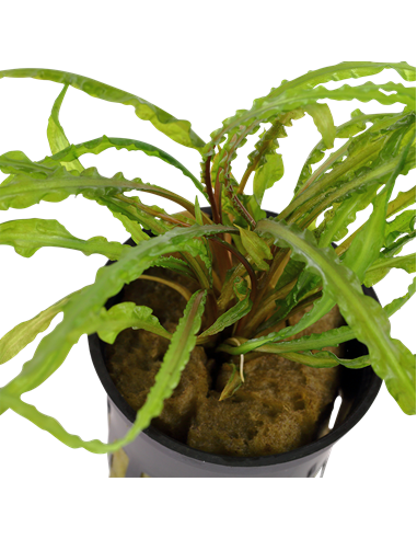 Cryptocoryne crispatula