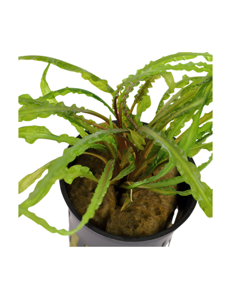 Cryptocoryne crispatula