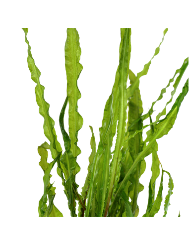 Cryptocoryne crispatula