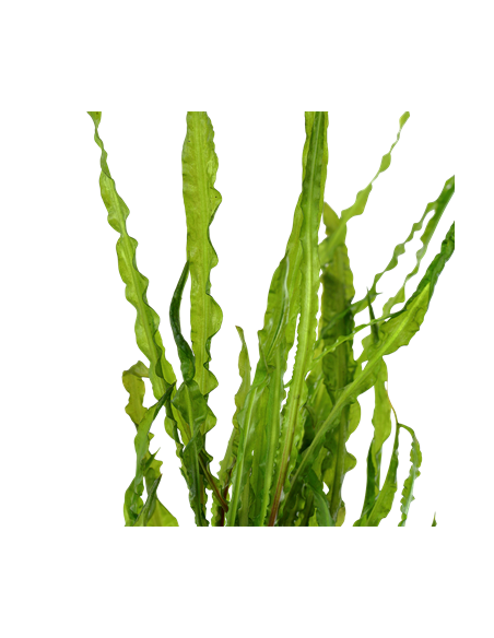Cryptocoryne crispatula