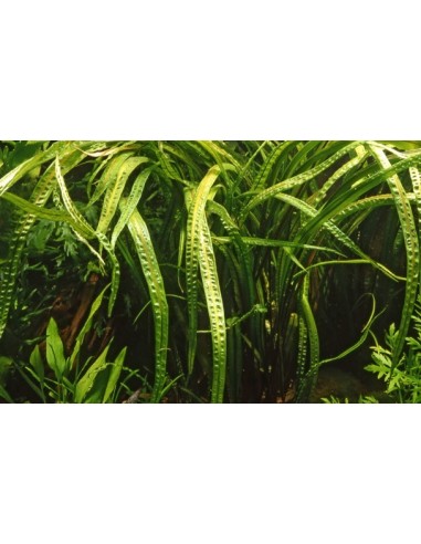 Cryptocoryne crispatula