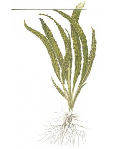 Cryptocoryne crispatula