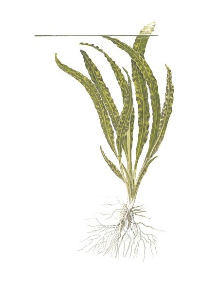 Cryptocoryne crispatula