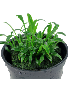 Cryptocoryne parva 2