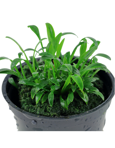Cryptocoryne parva
