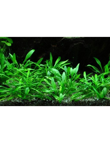 Cryptocoryne parva