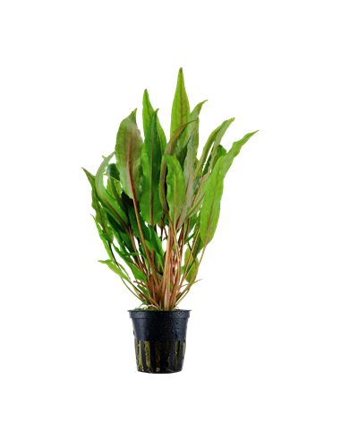 Cryptocoryne undulata 'Broad Leaves'